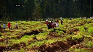 За шесть лет в Верхневолжье по нацпроекту «Экология» восстановлено 114 тыс. га лесов