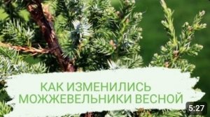 КАК ИЗМЕНИЛИСЬ МОЖЖЕВЕЛЬНИКИ ВЕСНОЙ🌲