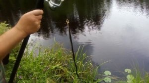 Уж тырит карася.