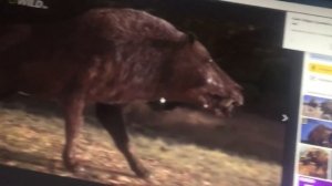 Энтелодонт