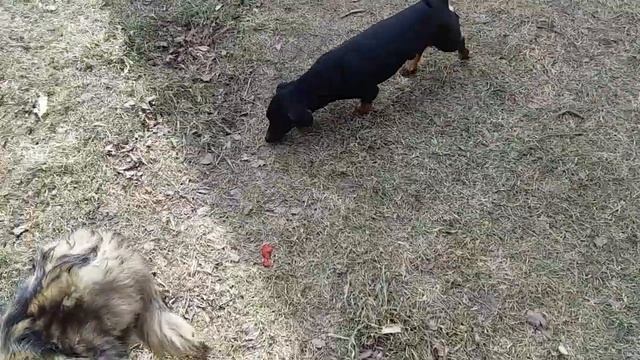 Милые собачки играются #dachshund | Собаки Собачий день Собачья жизнь Про собак Собачье видео