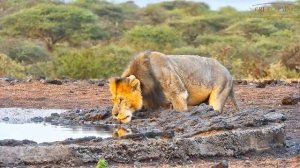 Африка. Утро. Лев на водопое - Africa. Morning. A lion at a watering hole.