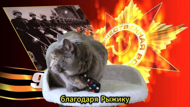 День Победы для котиков