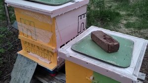 Ройливая семья - это, приговор, наследственное, и ни как от этого не избежать.... - приговор!