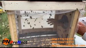 Отбор трутней для инструментального осеменения пчелиных маток