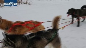 "Клуб охотников и рыболовов" выпуск 181 Ездовые собаки Часть 2