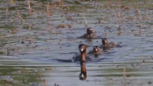 Малая поганка  Tachybaptus ruficollis    Little Grebe