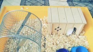 Переселение хомячка Стеши, новая клетка