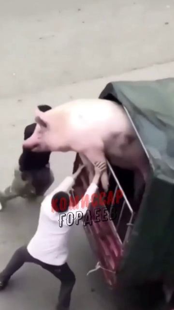 Внимание 🚨  Страшные кадры бусификации очередного хлопчика 🐽