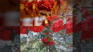 кызыл милэш