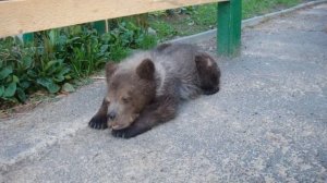 Устали очень, гуляем час