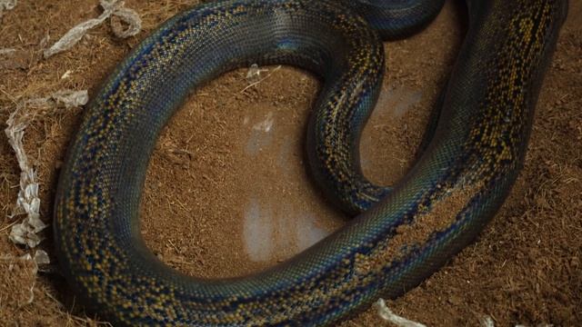 Сетчатый питон или почему размер имеет значение смотреть онлайн