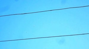 высоколетные белые ставропольские голуби