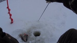 Ловля в Чебоксарских островах. Сюктерка!