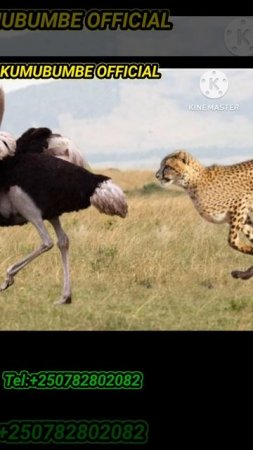 🛑A PACK 3 CHEETAH ATTACK OSTRICH VIGOROUSLY  #animals