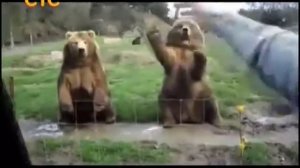 Животный смех