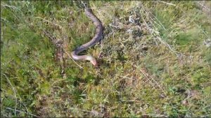 Каспийский полоз. Dolichophis caspius. Caspian whipsnake