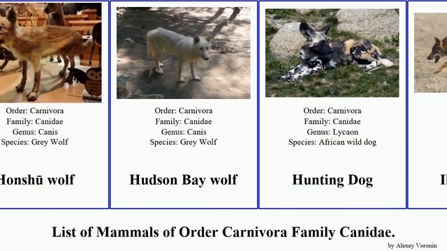 List of Mammals of Order Carnivora Family Canidae. wolf canis vulpes fox jackal latrans culpaeus