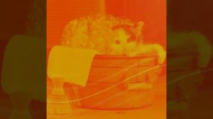 Музыка (Кошки)