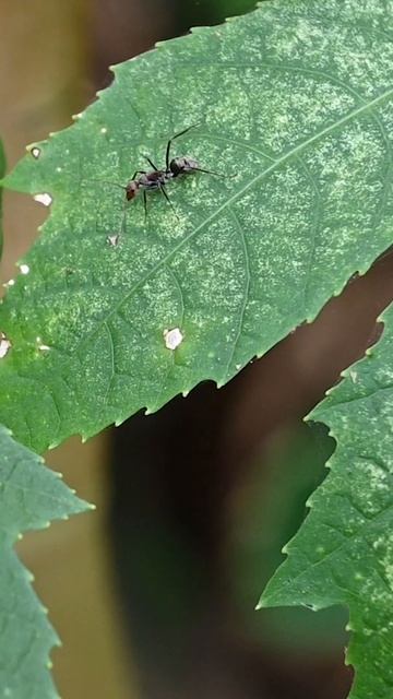 An ant that walks on a leaf is using its antennas to gather information about its surroundings #ant
