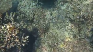 змея. SURIN (Таиланд)