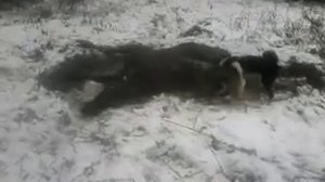 шведская лосиная лайка Jamthund на лосе