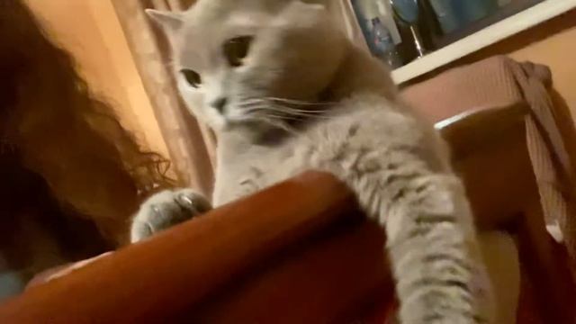 Красивая британская кошка и я 😃#британскаякошка #видеоскотами #красивыекошки
