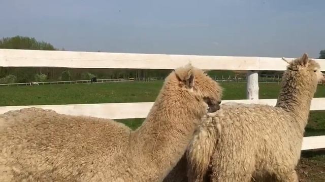 Альпаки 18.05.2021 смотреть онлайн