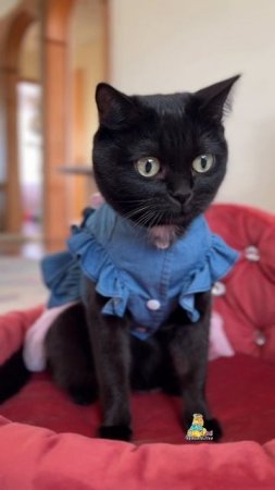 Красные варежки!😸