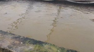 2 сотик жойда 15 тонна балик бокиш