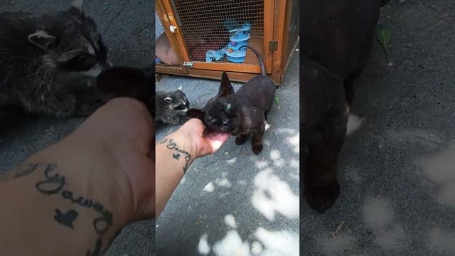 Енот Илюша погулять вышел,а Юю нападака #енотилюша #помощьбездомнымживотным #love #animals #юмор