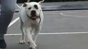 Питомник Карпен Диаз