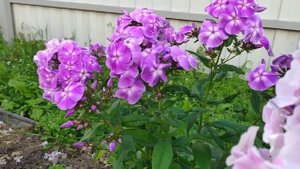 Флоксы Ю. Б. Марковского в моей коллекции, 2024 г.