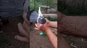 Курский турман Курский турман ( белозерово-ламоновы голуби)