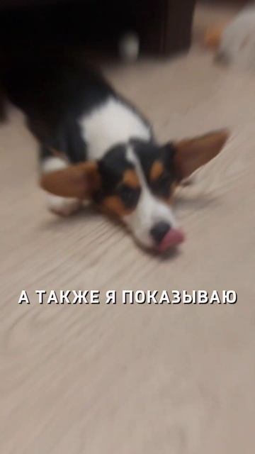 Как воспитывать щенка? Почему занимаюсь со щенками по-разному? #Shorts