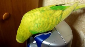 Куда спрятался ПОПУГАЙ?//Приколы с волнистым ПОПУГАЕМ//Веселый РУЧНОЙ ПОПУГАЙ