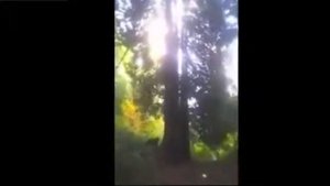 Встреча в лесу с медведем