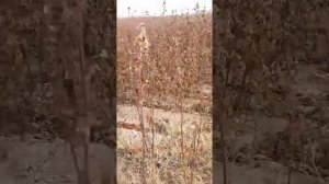 Ахота на фазана