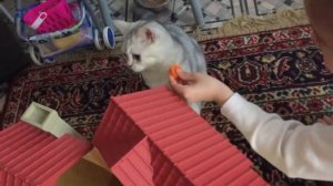 Смешные кошки из армии Котиков Кошка играет с пакетом