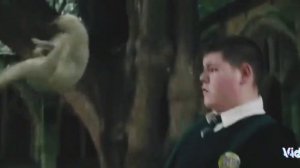 Превращение Малфоя в хорька