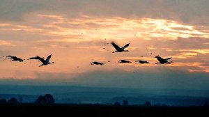 The Hardkiss - Журавлi ► [ Cover by Anna Vasilevska ]