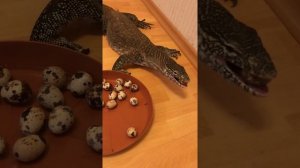 Нильский варан