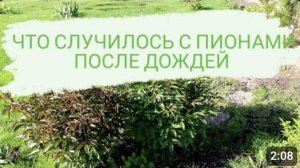 ЧТО СЛУЧИЛОСЬ С ПИОНАМИ ПОСЛЕ ДОЖДЕЙ