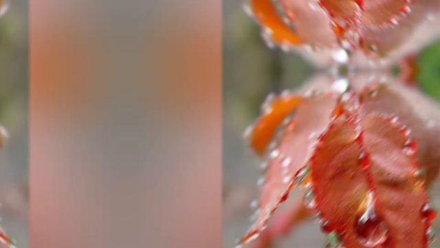 Слова, как капельки росы.. смотреть онлайн