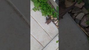 Летучая мышь ходит пешком...