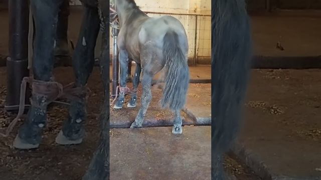 Жылқы Айғыр Жығудың Оңай Тәсілі.Простой способ сбить лошадь с ног.An easy way to knock down a horse