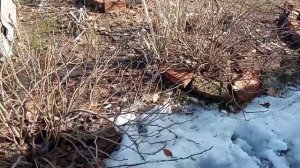 Щитовка (черепашка) поедает крыжовник. Редиска в теплице. Влог