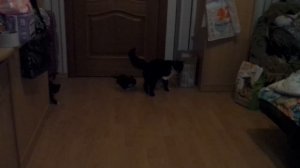 Лапушка убивает котят.