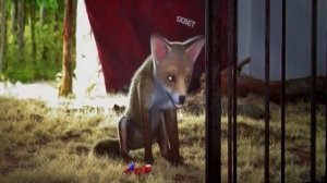 МУЛЬТФИЛЬМ МЕДВЕЖИЙ ПЕРЕПОЛОХ