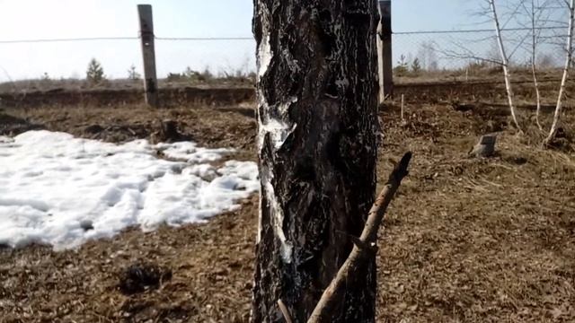 Бью дерево палкой смотреть онлайн